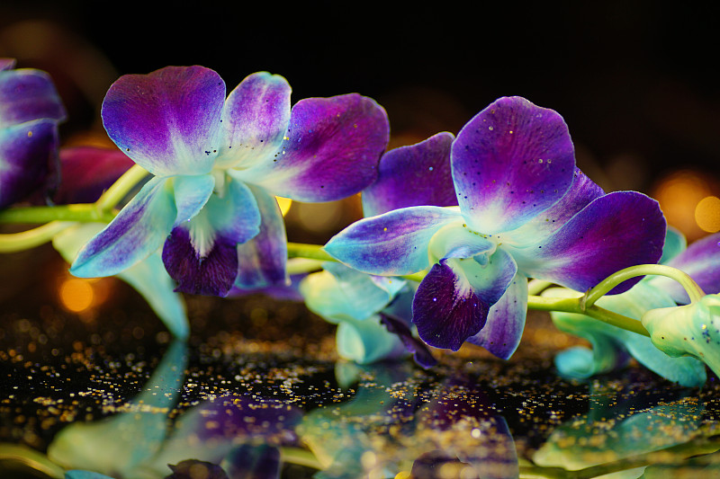 兰花,石斛,蓝色,创造力,染料,自然,华丽的,高雅,蝴蝶兰,清新