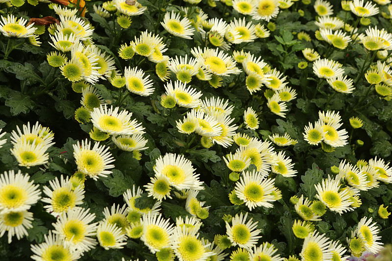 菊花,简历,白色,植物,水平画幅,无人,黄色,叶子,图像,摄影