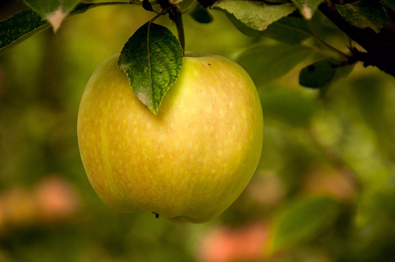 苹果,绿色,自然,饮食,水平画幅,素食,水果,无人,有机食品,青苹果