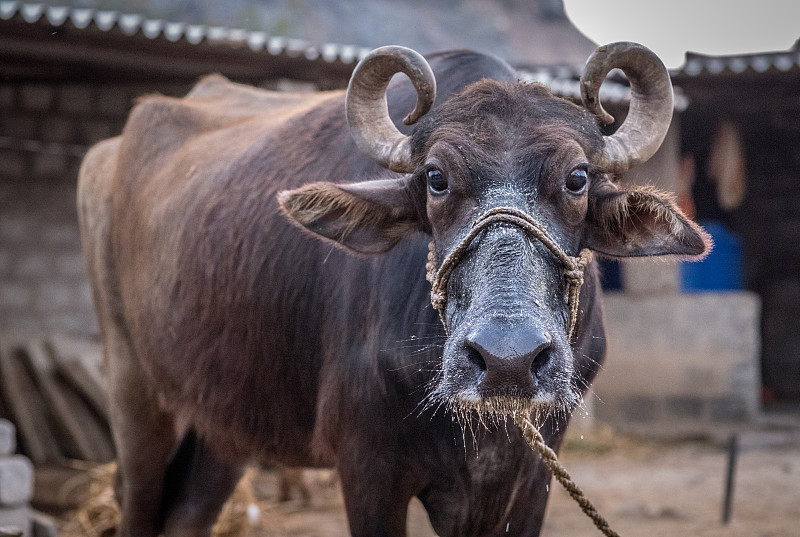 水牛,印度,农场,注视镜头,水平画幅,家畜,无人,食草动物,母牛,哺乳纲