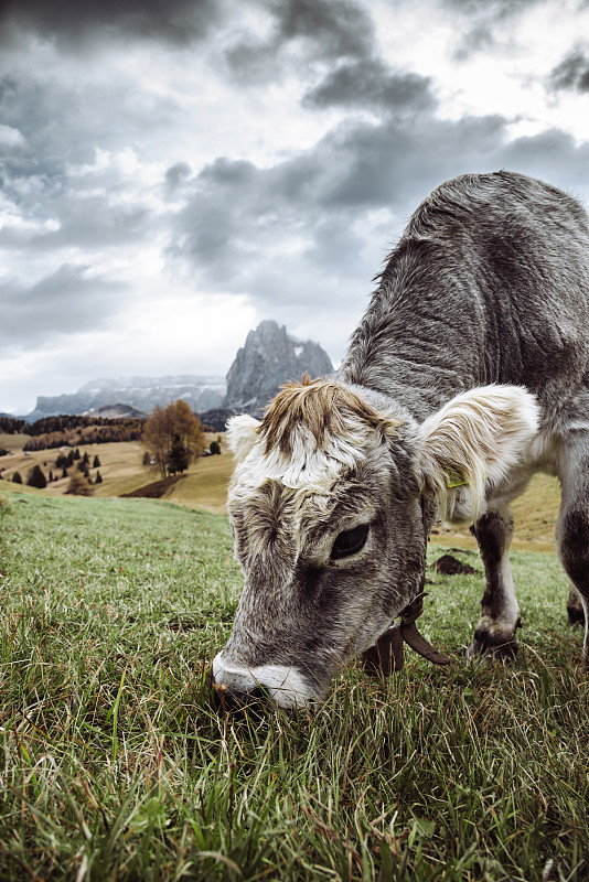 风景,母牛,上阿迪杰,垂直画幅,草,乳牛,盖思勒格鲁皮峰,乳牛场,城镇,著名景点