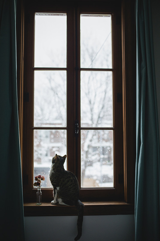看,斑纹猫,窗户,垂直画幅,窗台,透过窗户往外看,雪,无人,居住区,动物主题