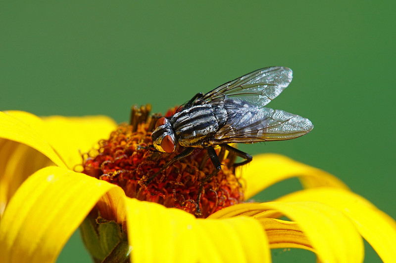 两翼昆虫,自然,家蝇,水平画幅,动物身体部位,夏天,翅膀,特写,高对比度