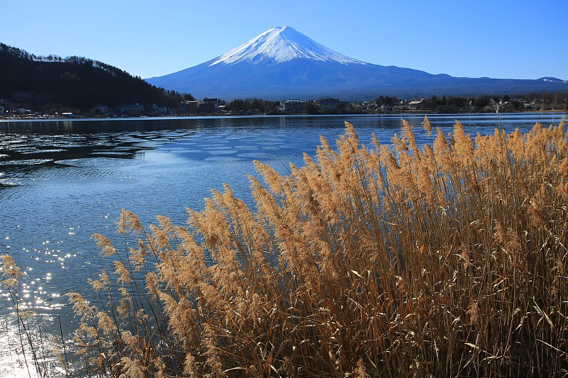 富士山,草地,水,天空,风,水平画幅,云,雪,沼泽,户外