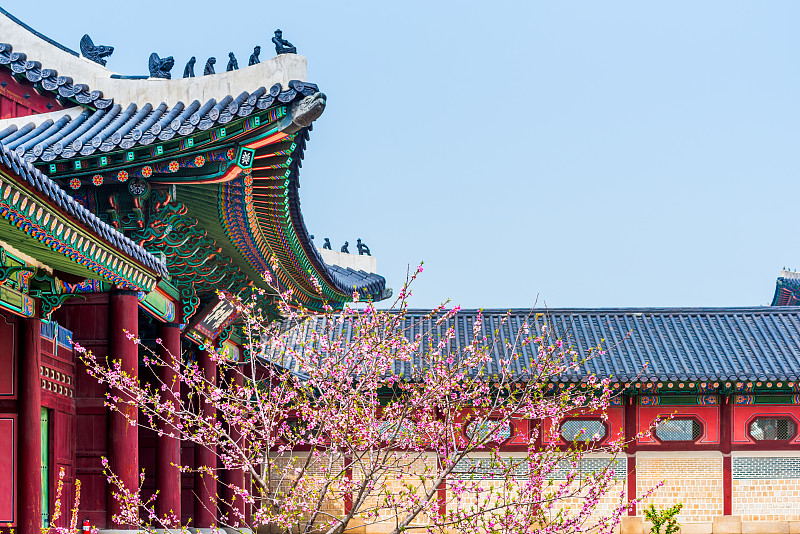 樱花,韩国,景福宫,首尔,宫殿,春天,艺术,水平画幅,樱桃,太空