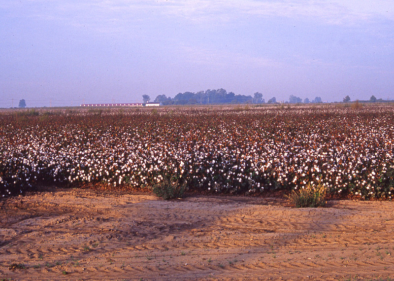 棉花,农作物,田地,植物,美国,水平画幅,无人,纤维,户外,棉