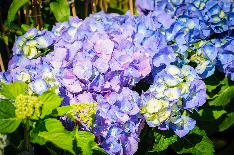 特写,蓝色,八仙花属,菜园,水,美,边框,芳香的,水平画幅,巨大的