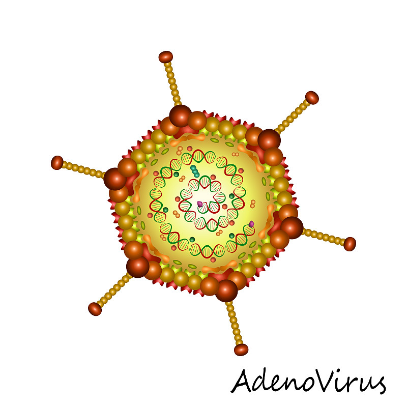 腺病毒,粒子,分离着色,核心蛋白,咽炎,免疫系统,窦炎,瘟疫,炎症,虚弱