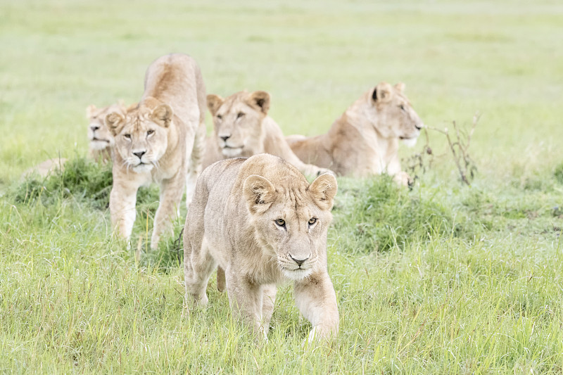 狮子,国家野生动物保护区,马赛马拉国家保护区,雌狮,弱点,东非,大型猫科动物,一只动物,肯尼亚,猫科动物