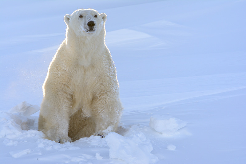 北极熊,哈得森海湾,洞穴,北方针叶林,马尼托巴湖,北,浅蓝色,一只动物,正面视角,熊