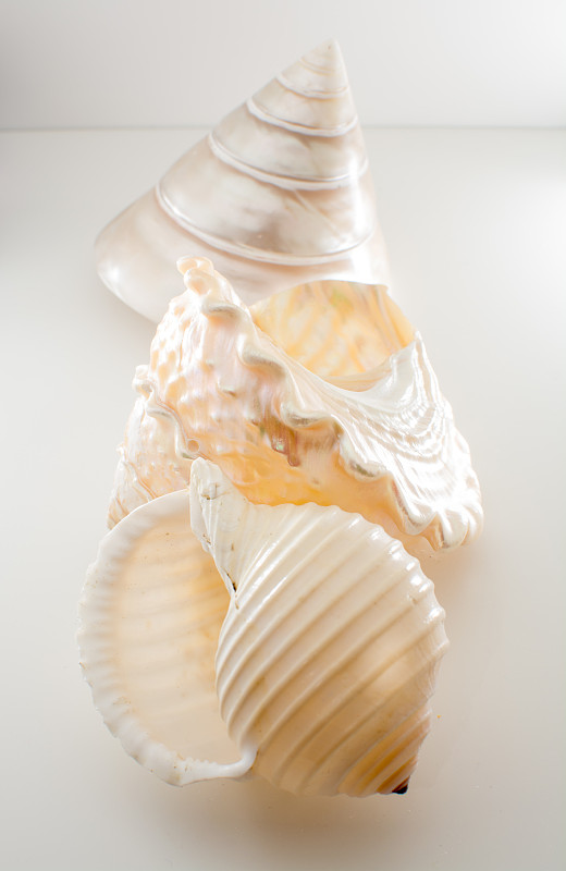 贝壳,白色,珍珠,分离着色,特写,鸡尾酒,自然美,垂直画幅,马蹄螺,鲍鱼