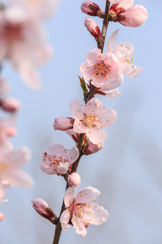 春天,粉色,桃花,垂直画幅,天空,美,芳香的,无人,桃,户外