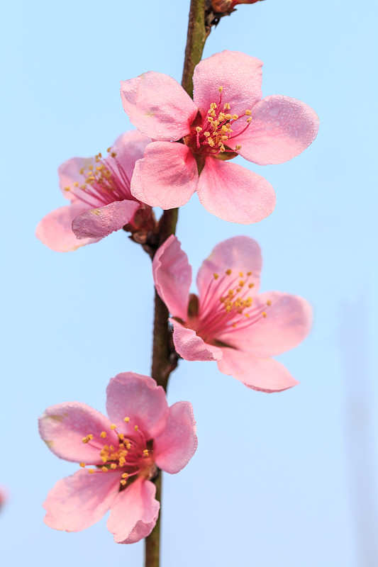春天,粉色,桃花,垂直画幅,天空,美,芳香的,无人,桃,户外