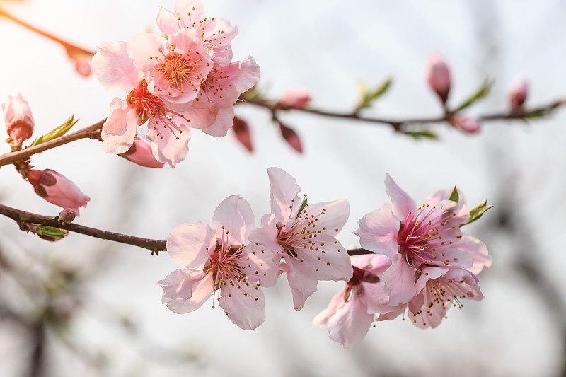 春天,粉色,桃花,美,芳香的,水平画幅,无人,桃,户外,特写