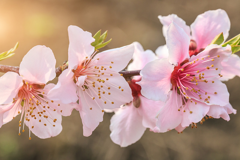 春天,粉色,桃花,美,芳香的,水平画幅,无人,桃,户外,特写