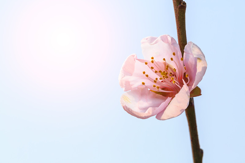 春天,粉色,桃花,天空,美,芳香的,水平画幅,无人,桃,户外