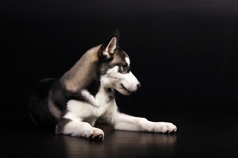黑色背景,留白,纯种犬,水平画幅,受过训练的狗,无人,全身像,肖像,雄性动物,特写