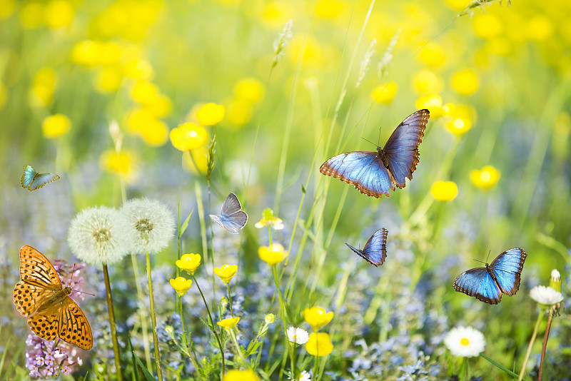 蝴蝶,草地,蓝色,太阳,美,蒲公英花,水平画幅,早晨,动物身体部位,夏天