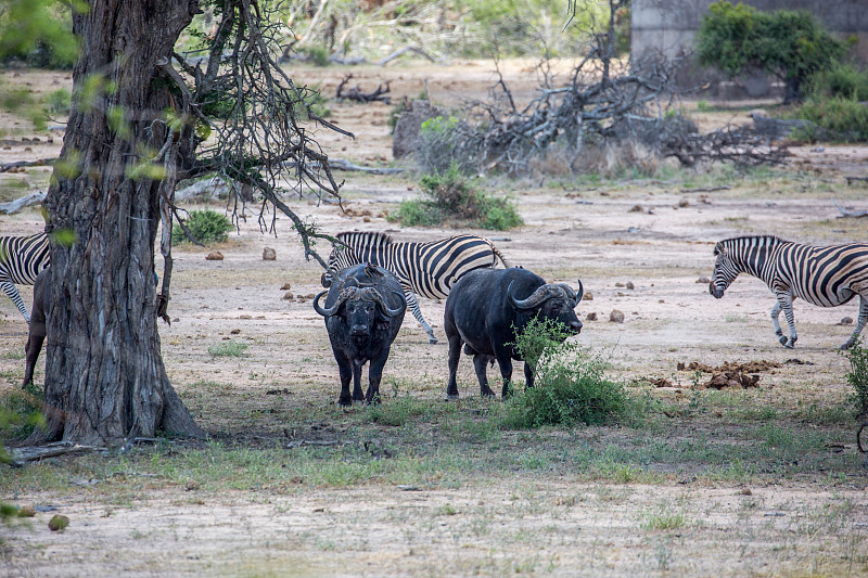 非洲黑色大水牛,布契尔斑马,南非,野生动物,水平画幅,无人,斑马,水牛,非洲水牛,哺乳纲