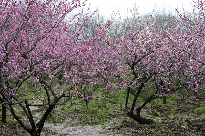 李树,花朵,南京,李子,自然,水平画幅,无人,户外,红色,春天