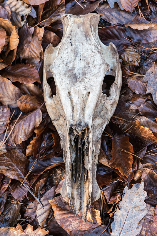 头骨,森林,秋天,死亡的动物,母鹿,小鹿,鹿科,鹿,自然,垂直画幅