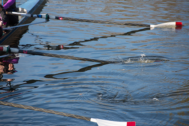 桨,特写,双桨式划水,比赛小划艇,赛舟会,乘务员,起跑线,波纹,体育比赛,英格兰