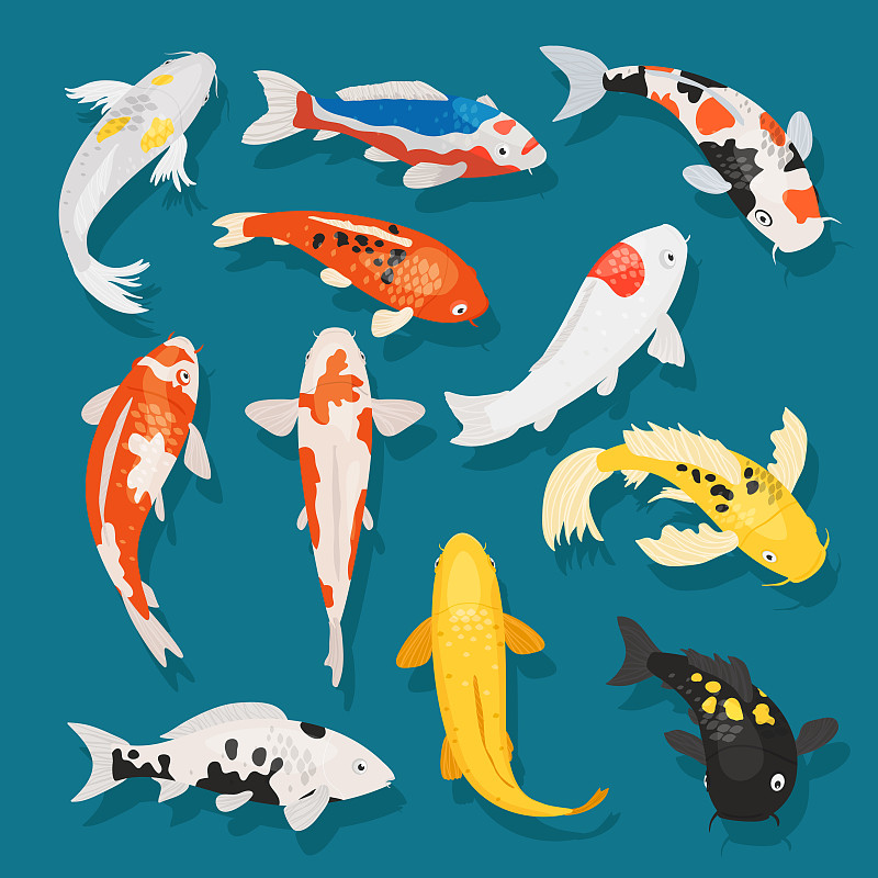 锦鲤,渔业,鱼类,传统,绘画插图,矢量,日本,亚洲,背景,布置