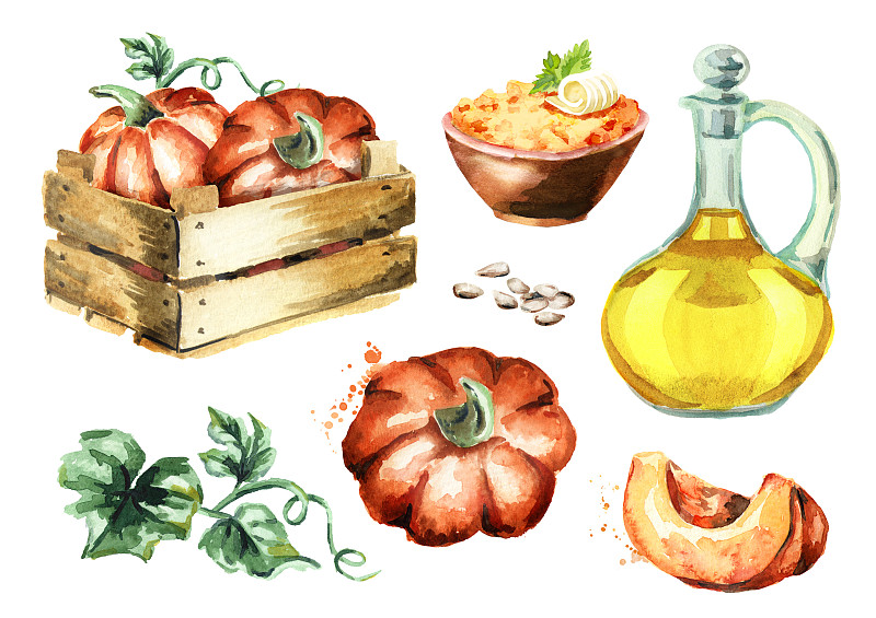 南瓜,商品,动物手,水彩画,褐色,水平画幅,素食,南瓜子,绘画插图,生食
