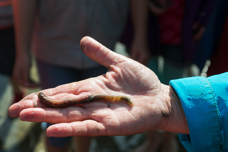 Lug,worm,in,woman’s,hand