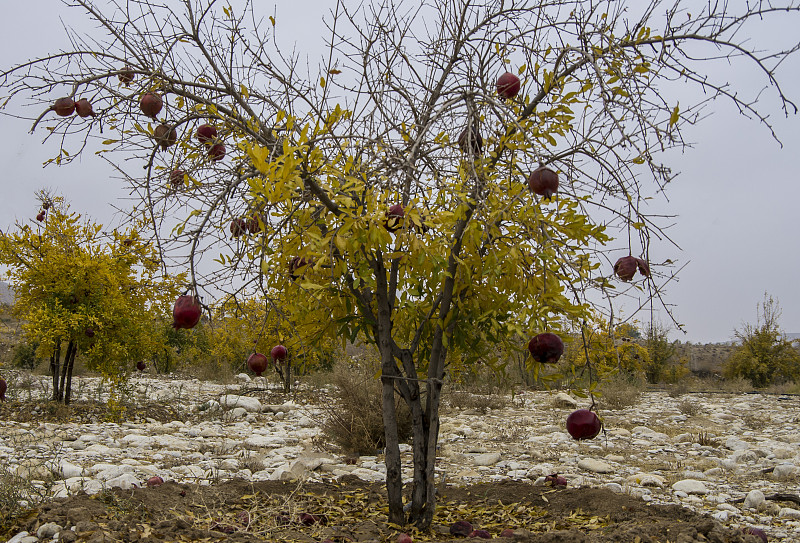 石榴树,自然,水平画幅,水果,秋天,无人,红色,法尔斯省,伊朗,黄色