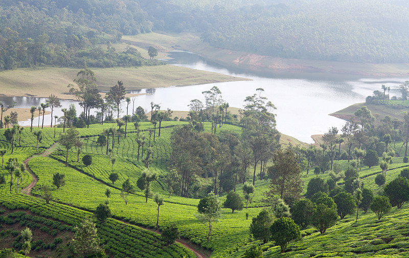 喀拉拉邦,南,茶树,印度,西高止山脉,慕那尔,茶树油,拉茶,国内著名景点,栽培植物