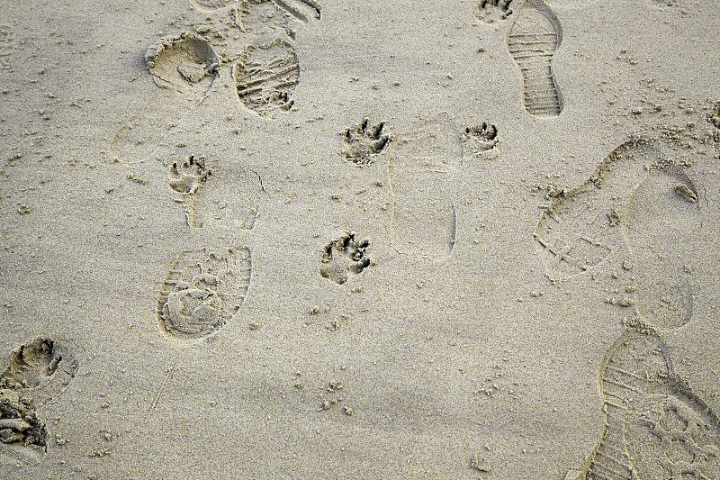 海滩,狗,脚印,台阶,褐色,水平画幅,沙子,太空,疤,爪子