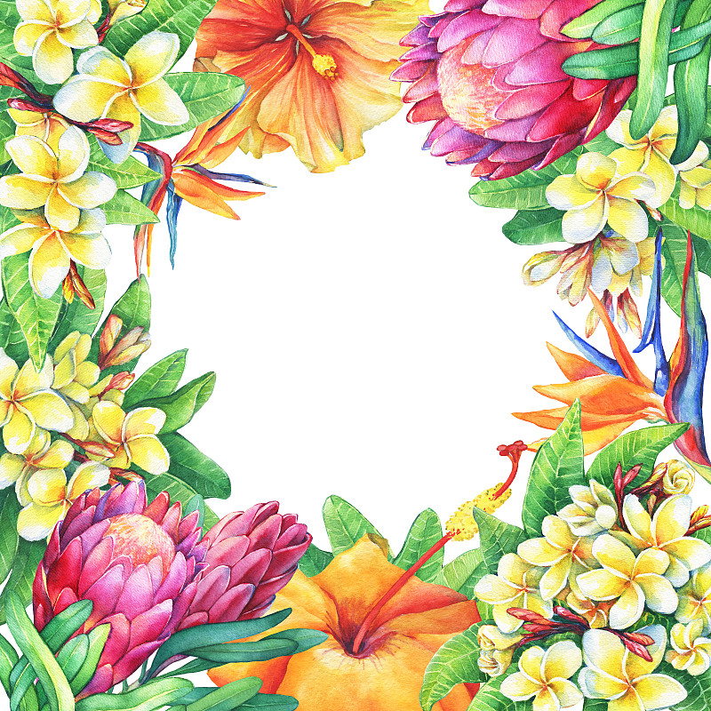 边框,天堂鸟花,普罗梯亚木,水彩画颜料,赤素馨花,方形画幅,木槿属,紫色,动物手,绘制