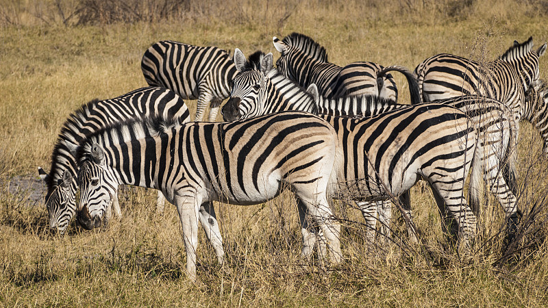 莫瑞米野生动物保护区,斑马,博茨瓦纳,非洲,野生动物保护区,毛皮,自然,野生动物,国家公园,水平画幅