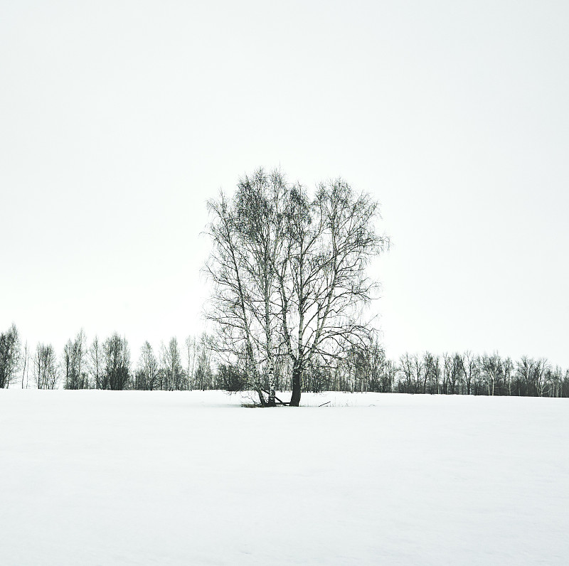 冬天,白桦,天空,水平画幅,云,雪,无人,户外,俄罗斯,树林