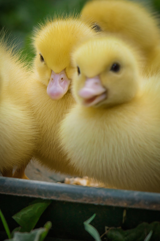 小鸭子,毛绒绒,可爱的,春天,动物群,黄色,概念,动物家庭,垂直画幅,美