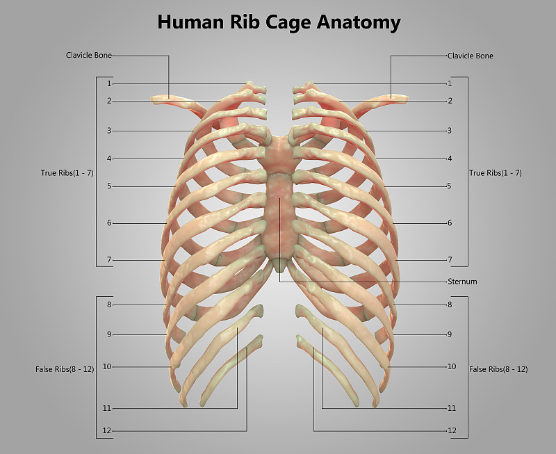 人类骨架,胸腔,顺序,标签,身体受伤,替代疗法,辅导讲座,股骨,尺骨