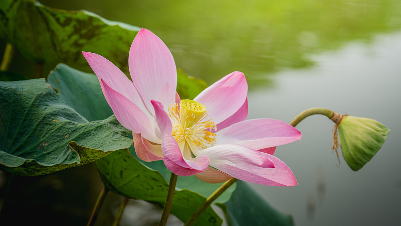 荷花,特写,池塘,粉色,花朵,水,美,禅宗,水平画幅,睡莲