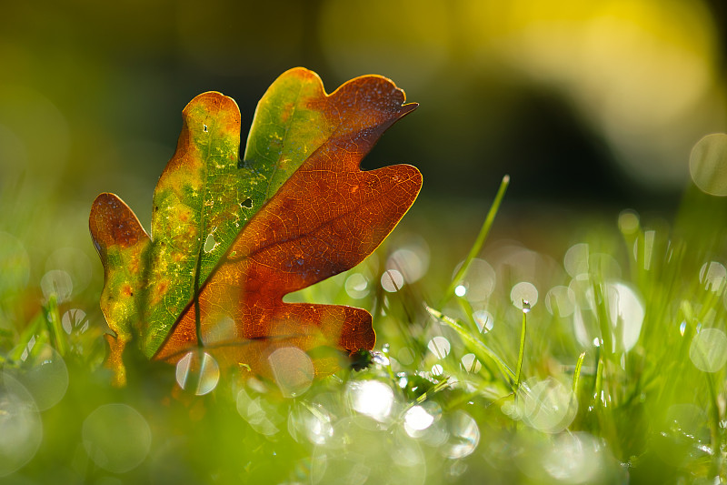 秋天,橡树叶,褐色,水平画幅,无人,早晨,户外,光,叶脉,草