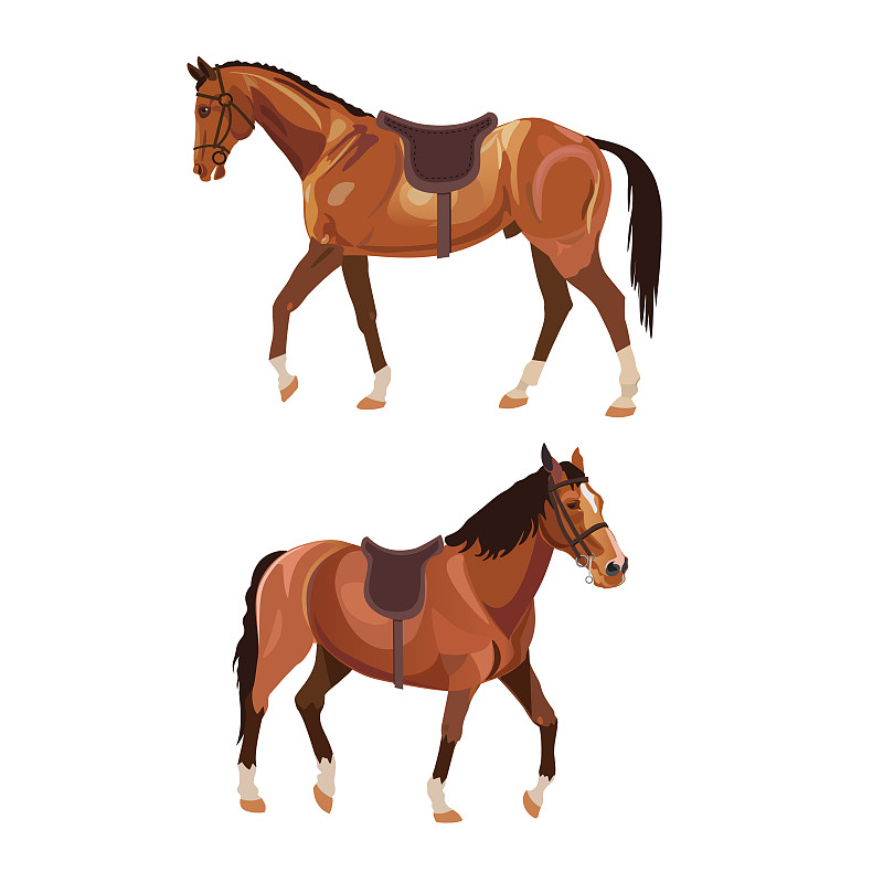 马,两只动物,美,褐色,母马,绘画插图,动物身体部位,户外,酸模,运动