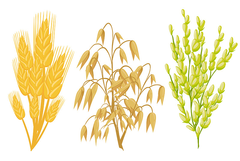 荞麦,农作物,农业,矢量,谷类,稻,大麦,燕麦,裸麦,玉米