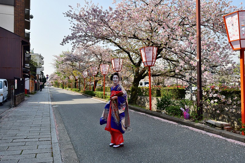 Japanese,Woman,in,Miako’,s,Costume,and,Cherry,Blossom,in,Kyoto