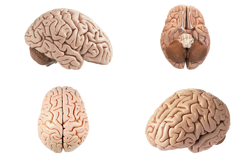 人造的,模型,人脑,视角,小脑,神经系统,水平画幅,智慧,科学,大脑皮质