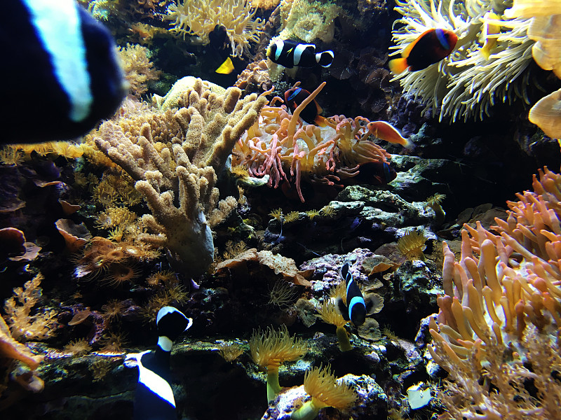 水下,礁石,红海,水,水平画幅,水肺潜水,野外动物,夏天,热带气候,水族馆