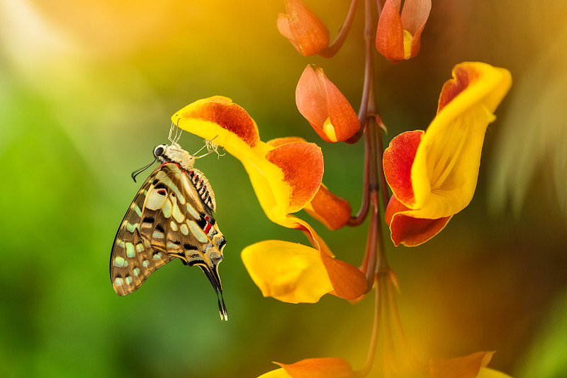蝴蝶,自然美,热带雨林,美,兰花,水平画幅,动物身体部位,特写,两翼昆虫,植物