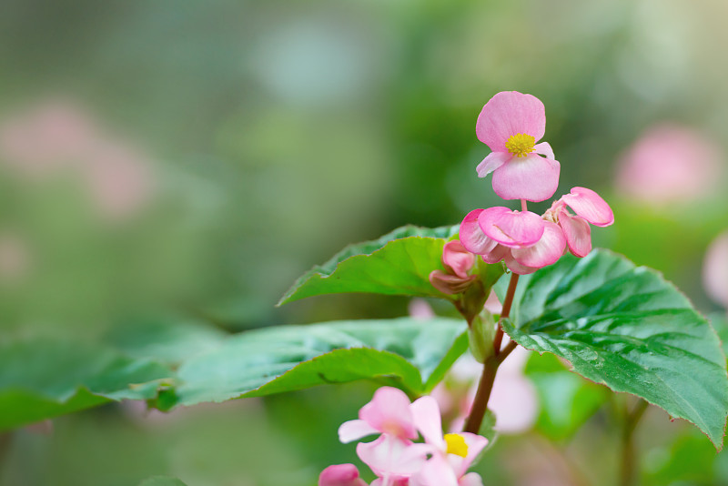 秋海棠,粉色,自然美,春天,花朵,留白,芳香的,早晨,夏天,花束