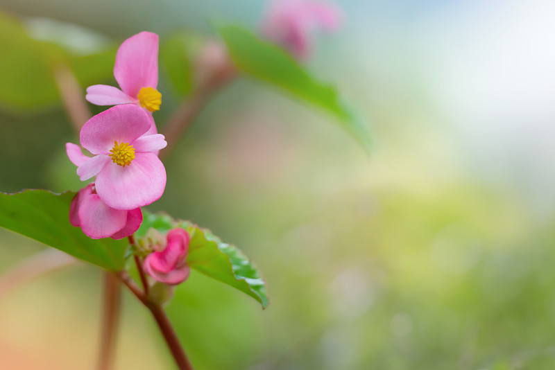 秋海棠,粉色,自然美,春天,花朵,留白,芳香的,早晨,夏天,花束