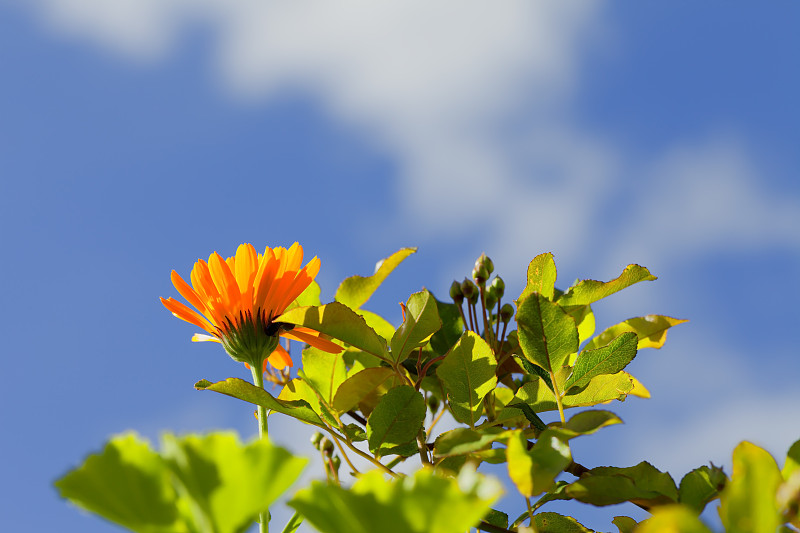 天空,花头,天竺葵,在之间,玫瑰,背景,corn,marigold,灌木,美,水平画幅