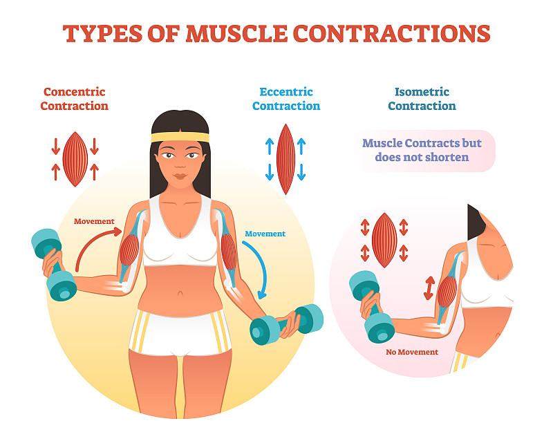 肌肉收缩作用,手臂,横截面,部分,运动,药,儿童,图表