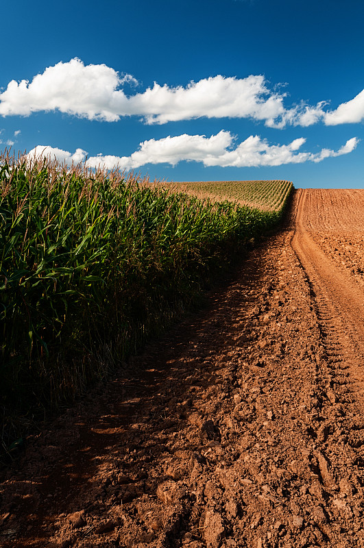 玉米,垂直画幅,云,无人,泥土,夏天,户外,云景,农作物,田地